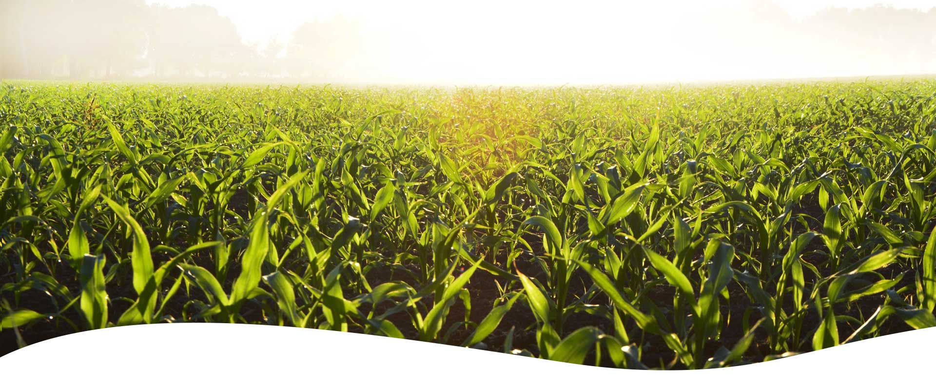 Greenery crops on a farm