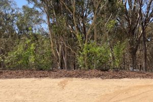 bushland bordering a dirt road